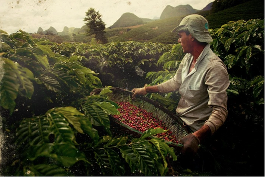 Exploring the Different Types of Coffee Beans and their Flavour Profiles