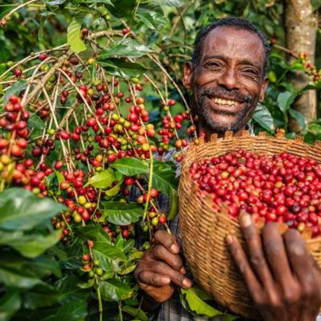 Exploring the Rich Heritage and Diverse Flavors of Ethiopian Coffee