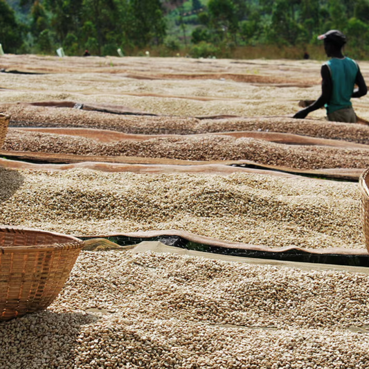 The Environmental Impact of Coffee Production and Ethical Sourcing