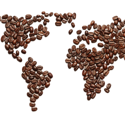 Exploring the Different Types of Coffee Beans and their Flavour Profiles