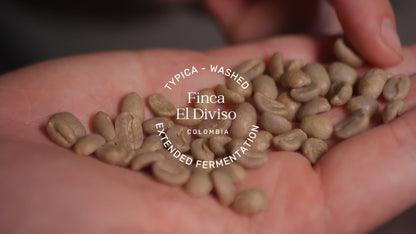 This Colombian beauty undergoes an extended fermentation, making it one of the most floral coffees we have tasted recently.

It opens with beautifully soft floral and fruit aromas. The flavour profile is vibrant with notes of lavender, hibiscus, rose, and raspberries, with just a hint of creaming soda. It is an elegant and soft coffee with a light-medium body.

With an impressive ICT Score of 89.25, it shines beautifully as both a filter roast and a dynamic espresso.